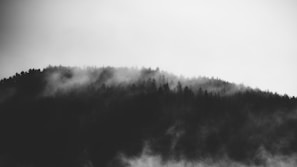 A minimalist grayscale landscape with mist weaving through darkened trees