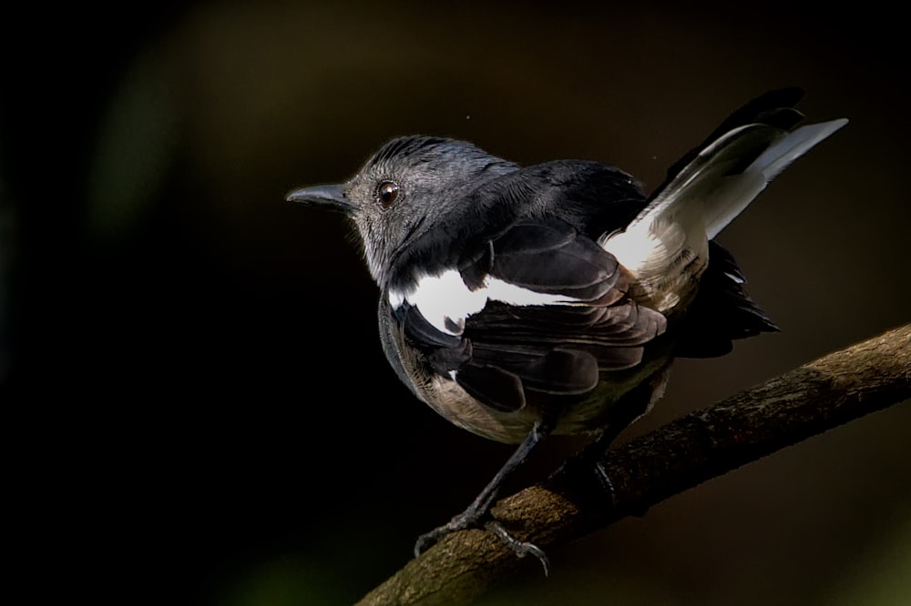 Foto de primer plano del pájaro negro