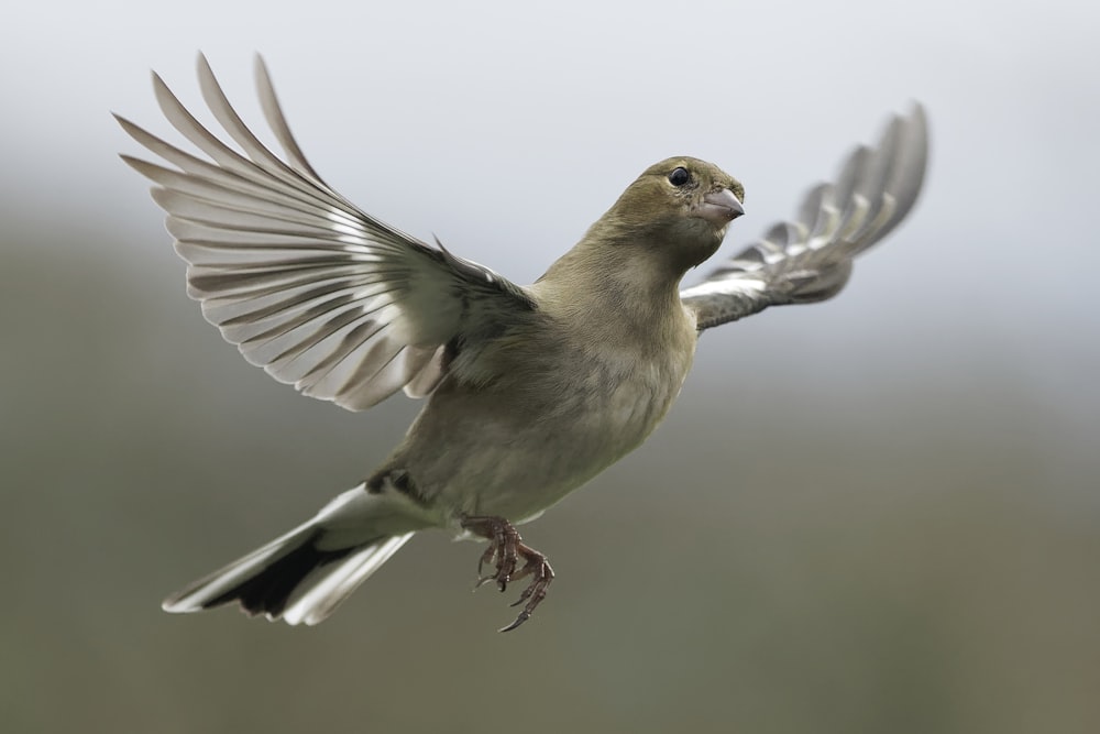 flying gray and white bird