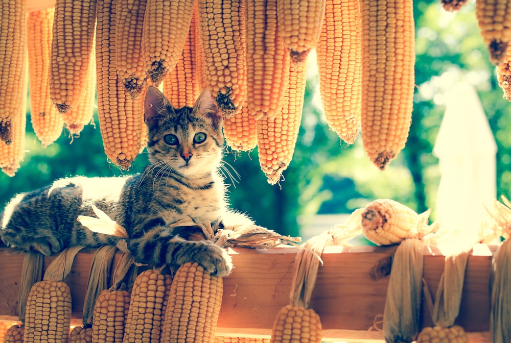 brown tabby cat lying next to corns
