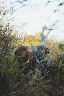 gray elephant in woods