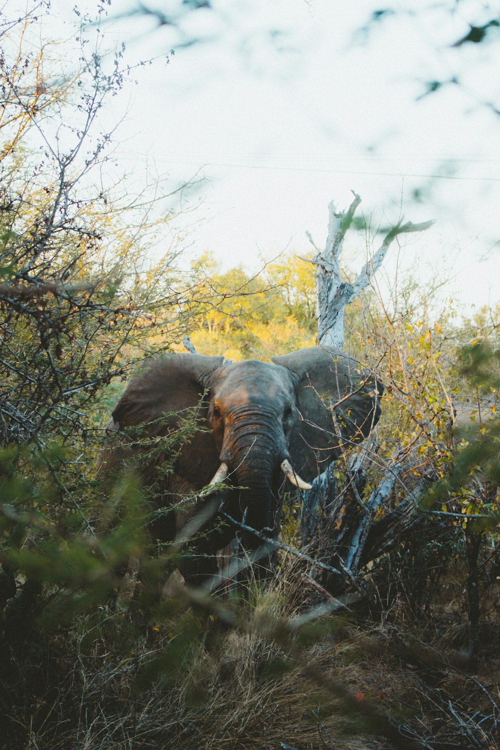 éléphant gris dans les bois