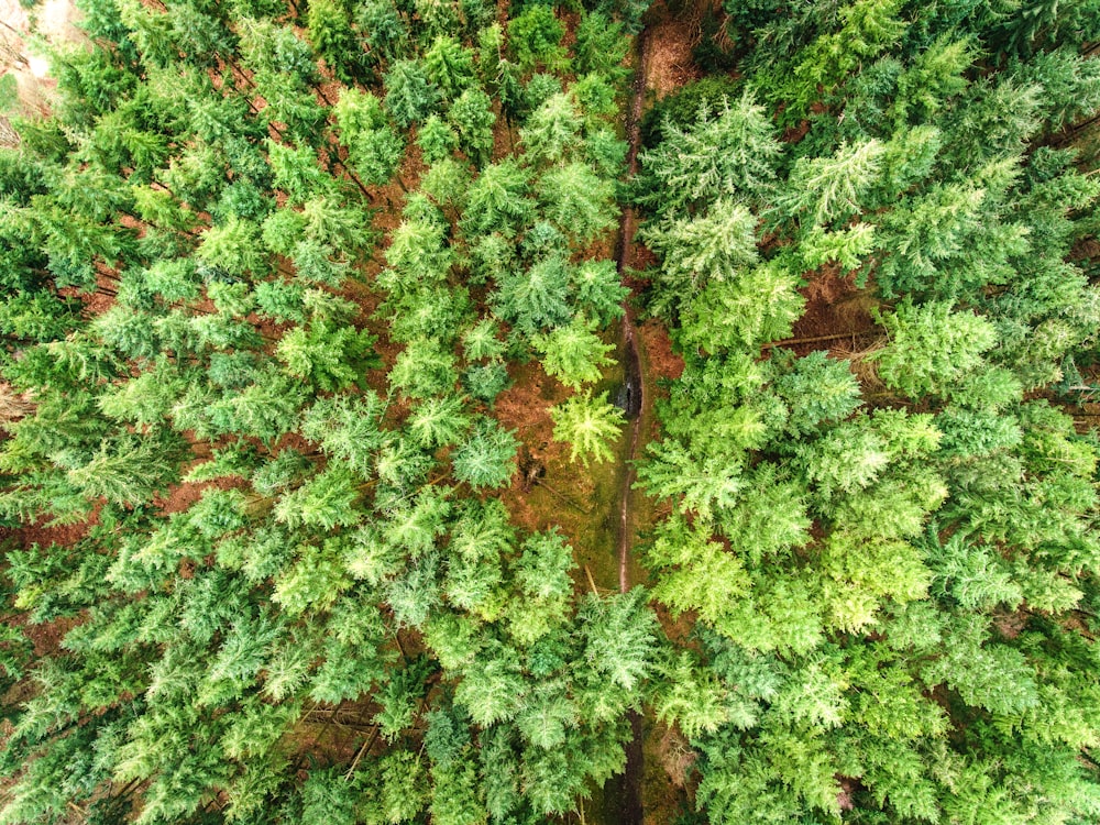 aerial view photography of green forest under sunny sky