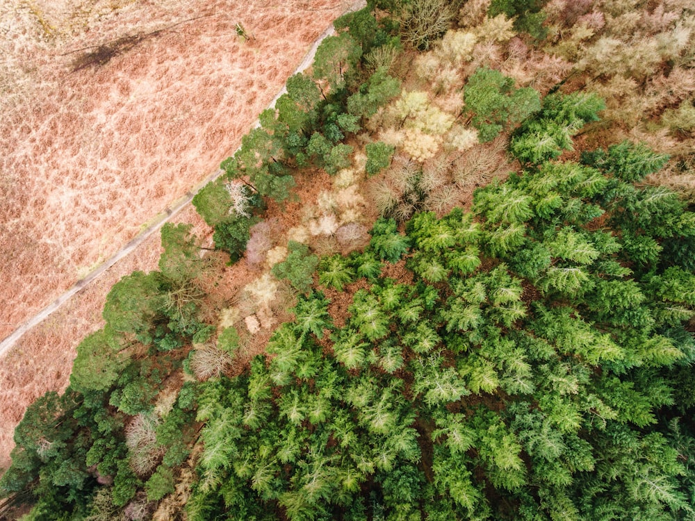 aerial photography of trees