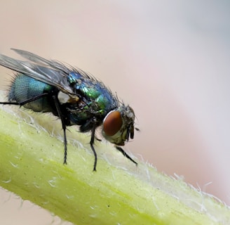 Learn About Flies by NE Region Pest Control