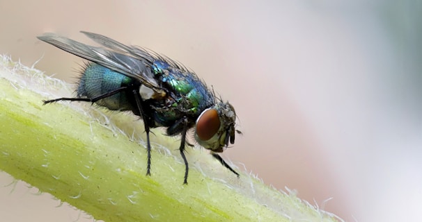 Learn About Flies by NE Region Pest Control