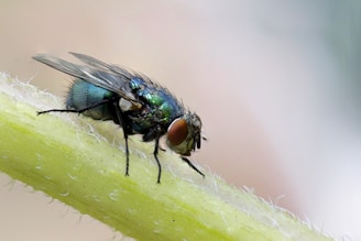 macro photograph of blue fly on plant's stem