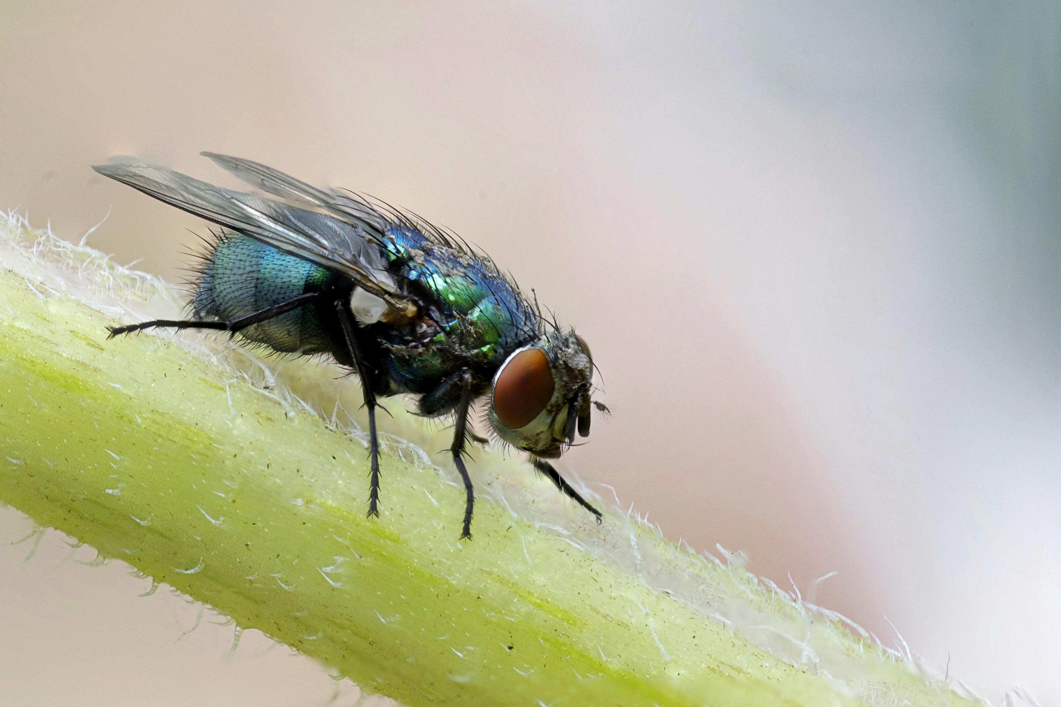 A focus stack of a bluebottle fly
