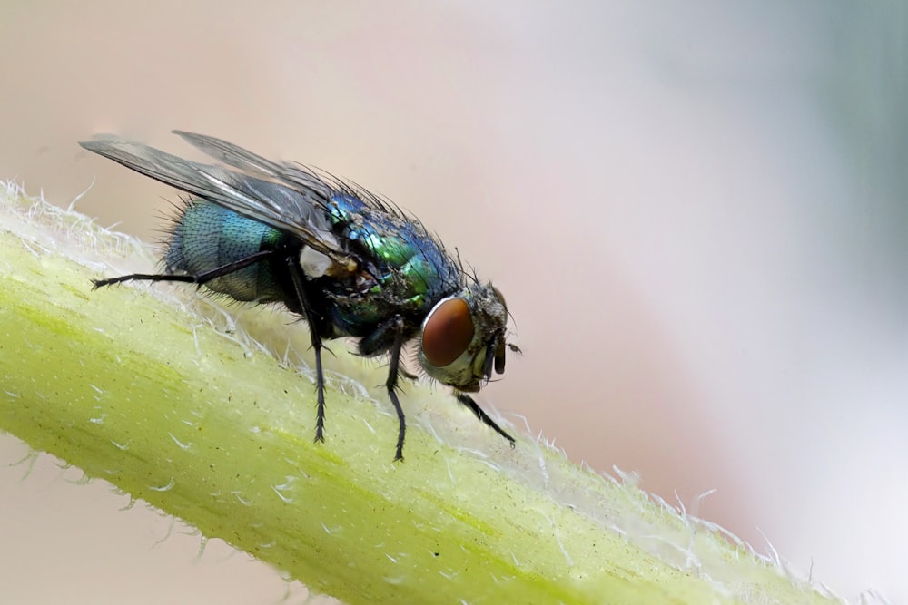 macro photograph of blue fly on plant's stem