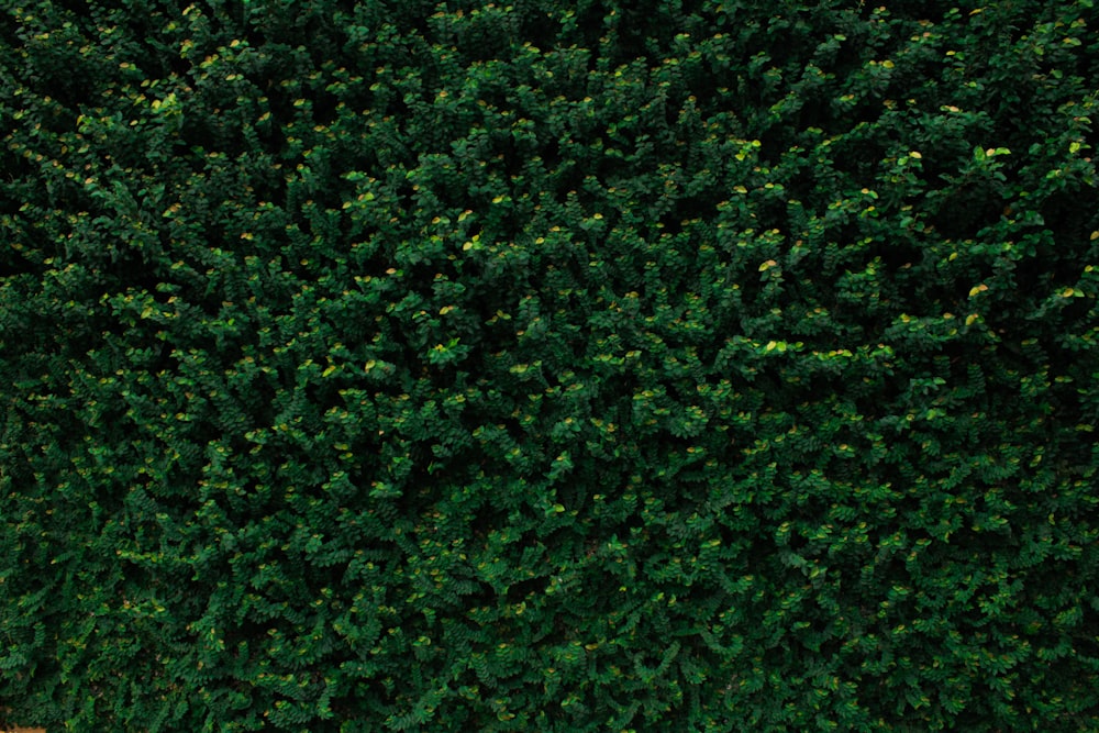 closeup photo of green leafed tree