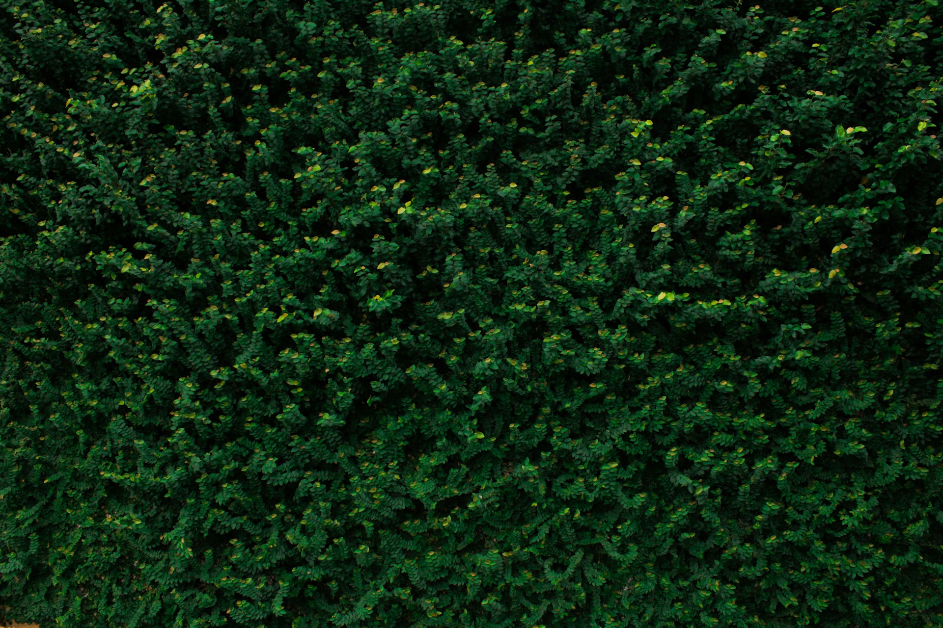closeup photo of green leafed tree