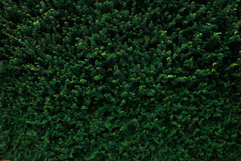 녹색 잎이 달린 나무의 근접 촬영 사진