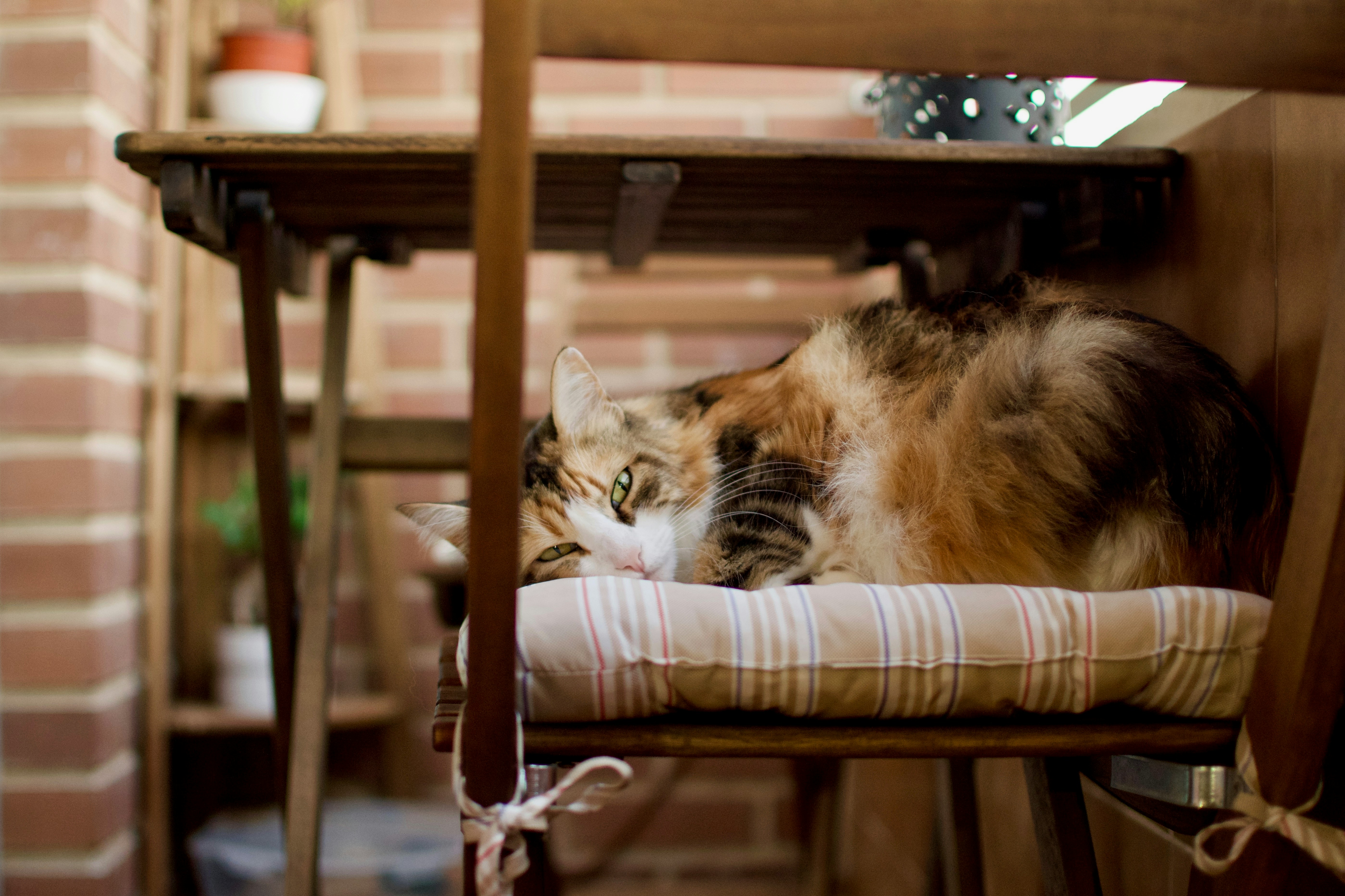 adult calico cat lying on chair near table.