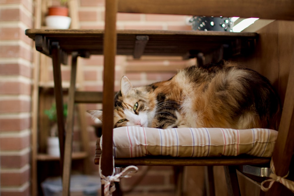 adult calico cat lying on chair near table