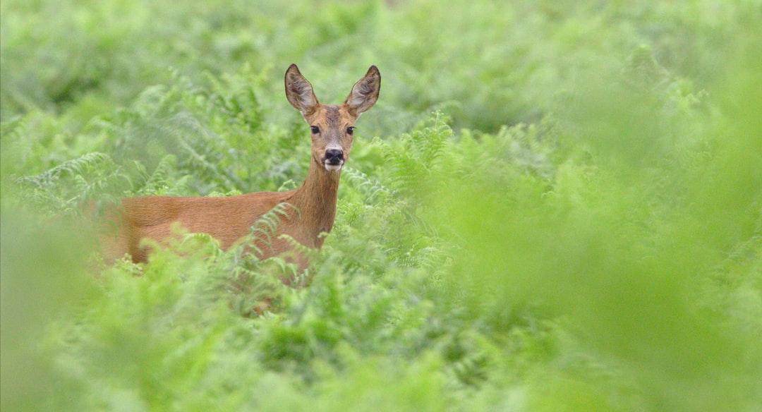 Wildlife photo spot Herm La Teste-de-Buch