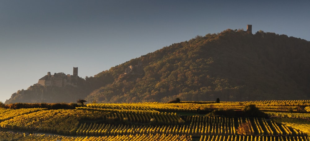 farm field next to mountain with green trees