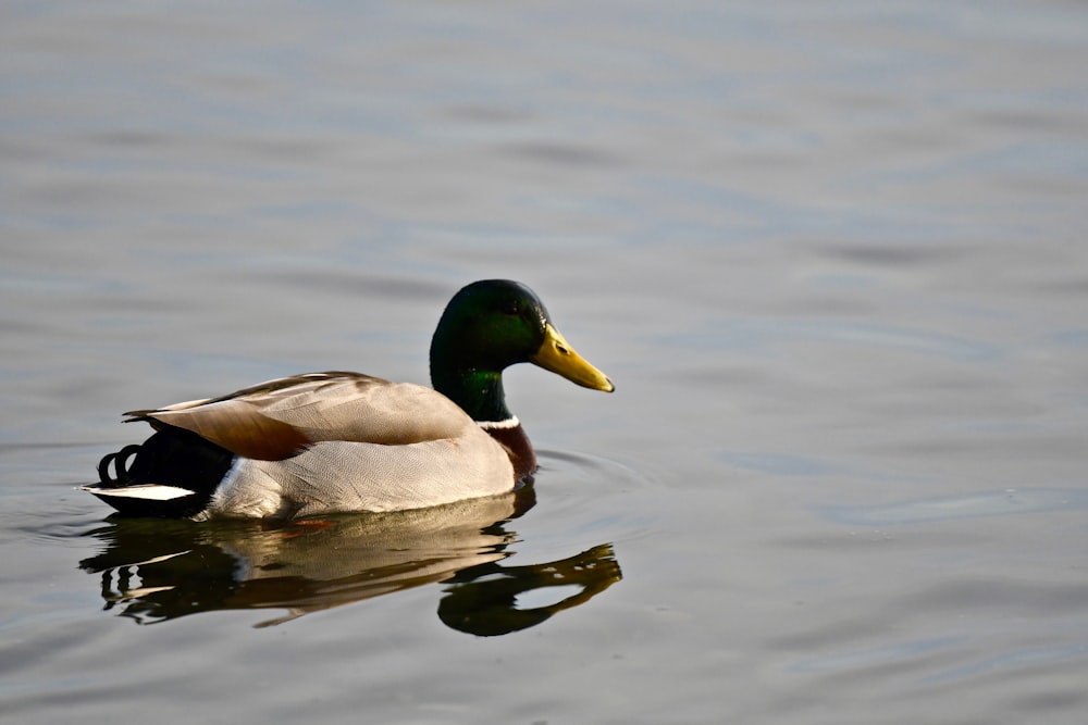 mallard duck floating on body of water