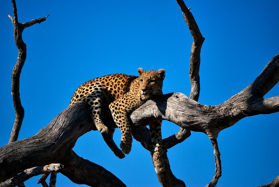 leopard lying on bare tree