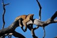 leopard lying on bare tree