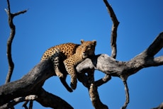 leopard lying on bare tree