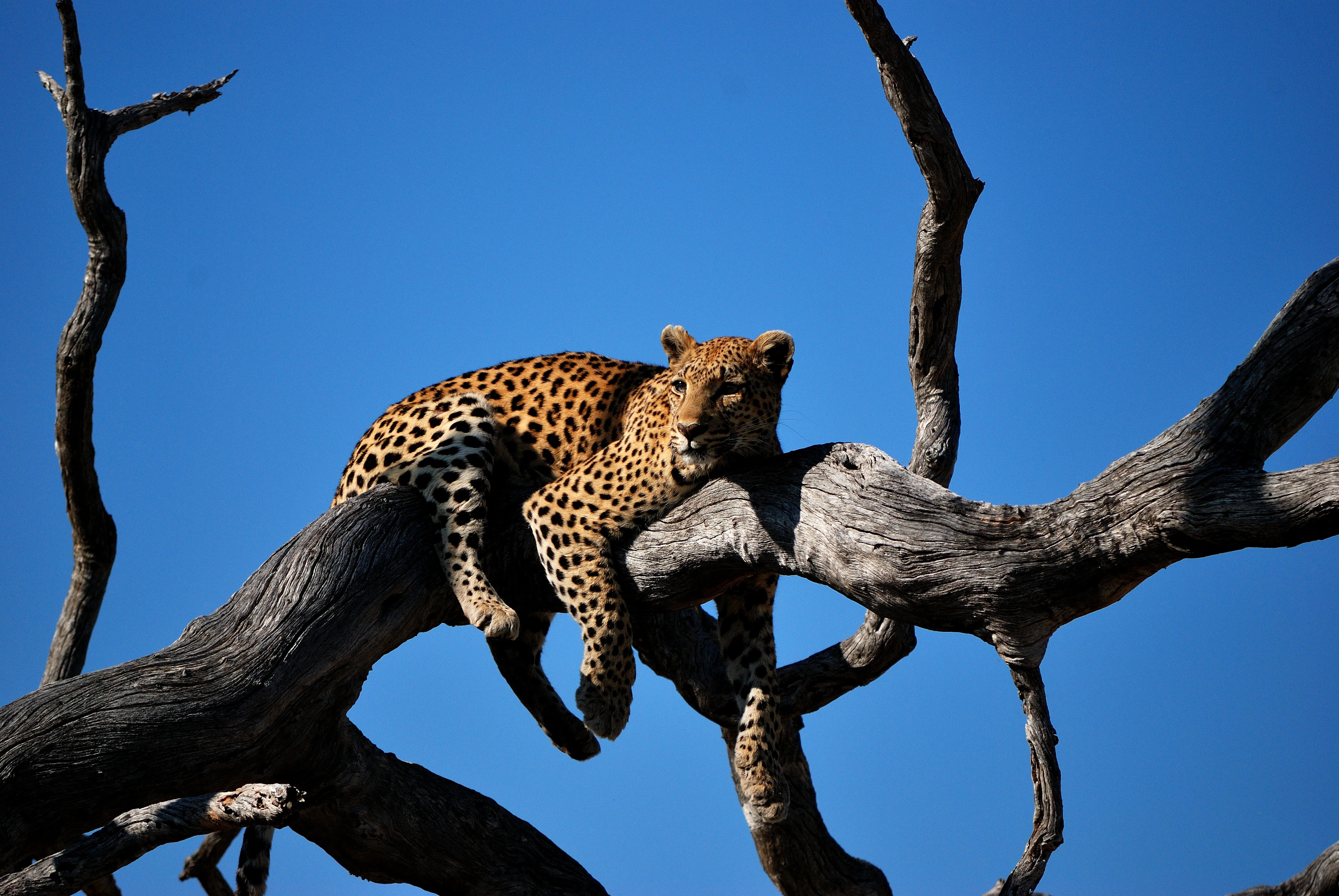 Leopardas ilsisi ant nudžiūvusio medžio šakos Okavango deltoje