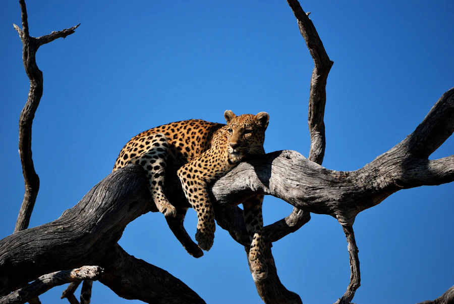 A leopard lying along the limb of a bare tree