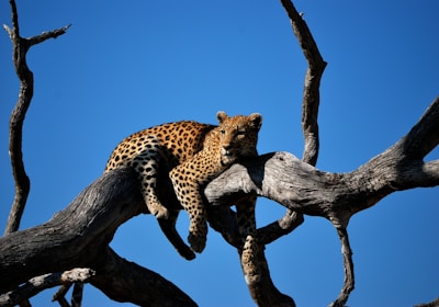 Botswana Gruppenreise Leopard auf Baum