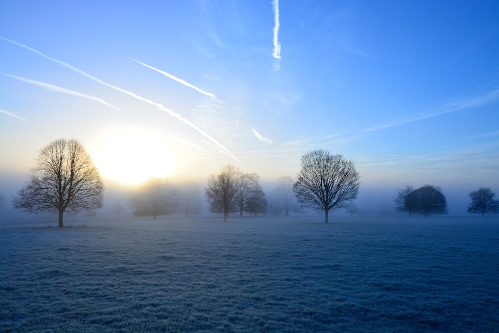 photo of leafless trees on grass