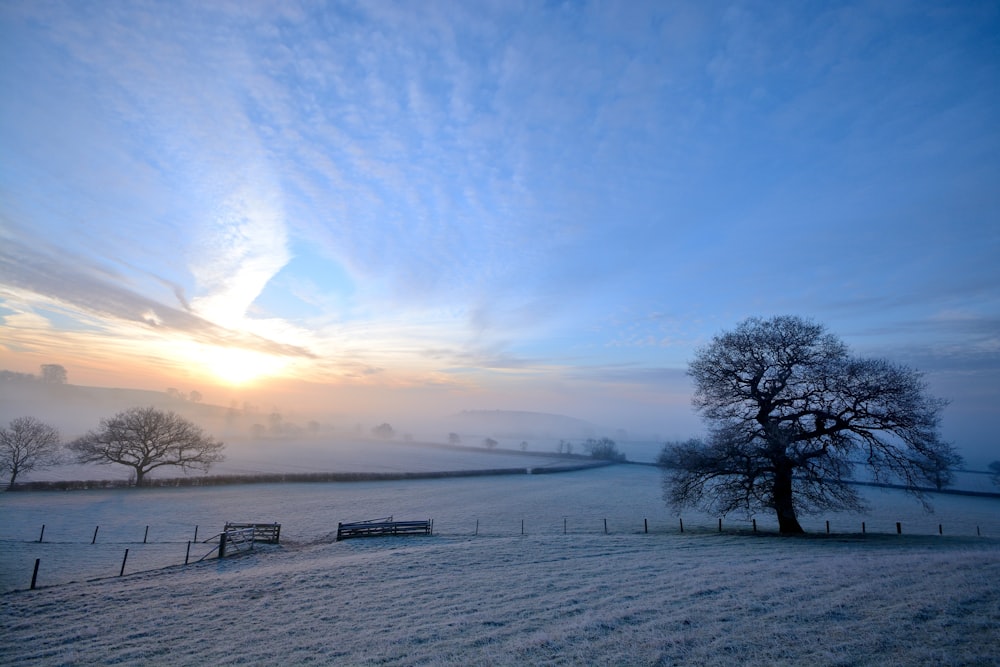 landscape photography of leafless tree coated snow beside fence