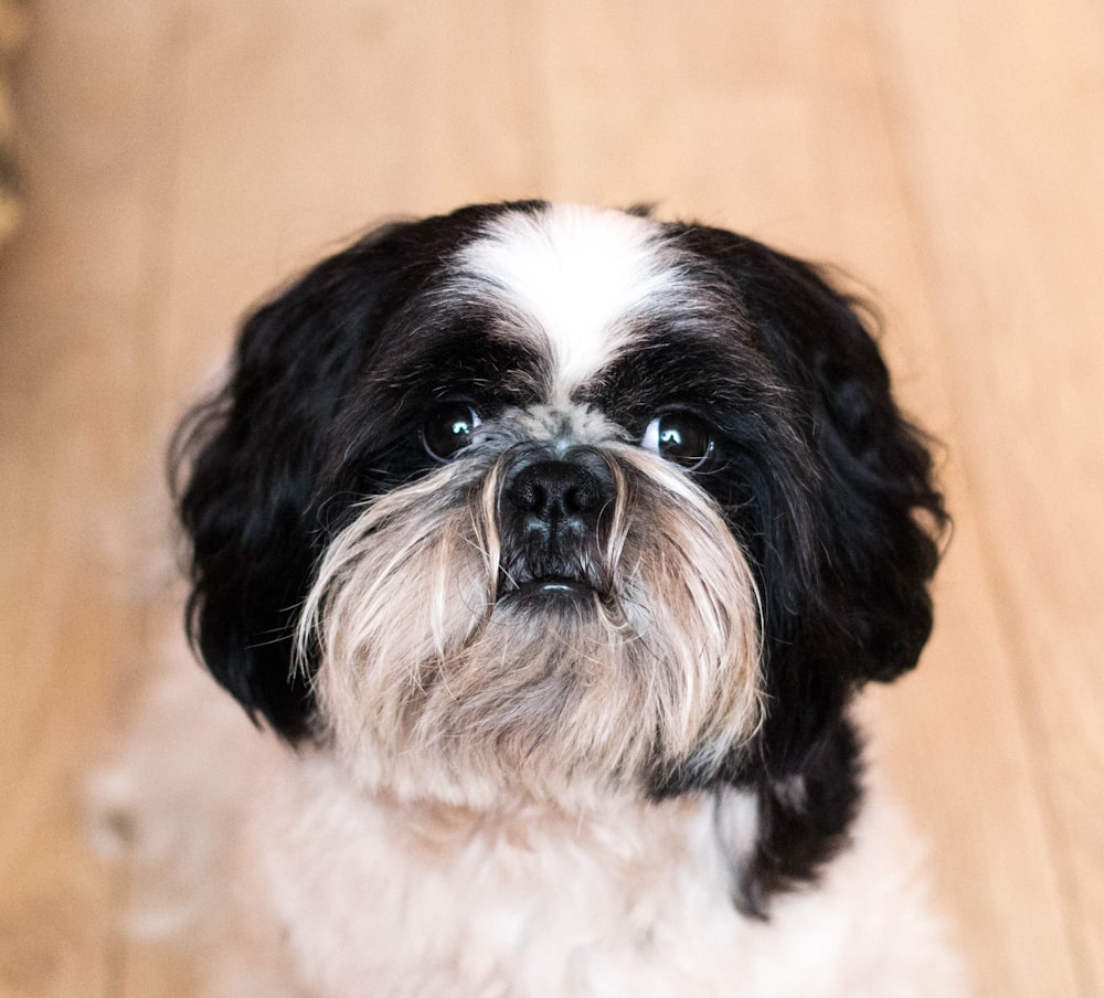 long-coated white and black dog