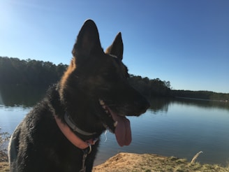 A dog with a dark coat and pink collar is panting by the edge of a calm lake, with dense trees lining the opposite shore against a clear blue sky.