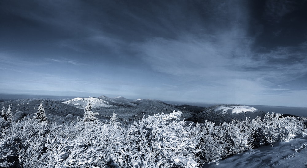 雪に覆われた木々と山