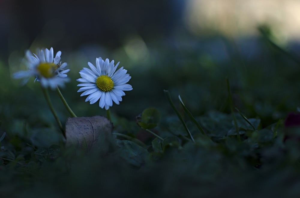 photo of two white daisy flowers