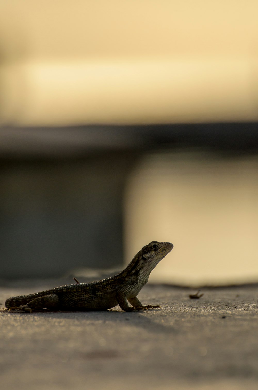 black lizard on floor