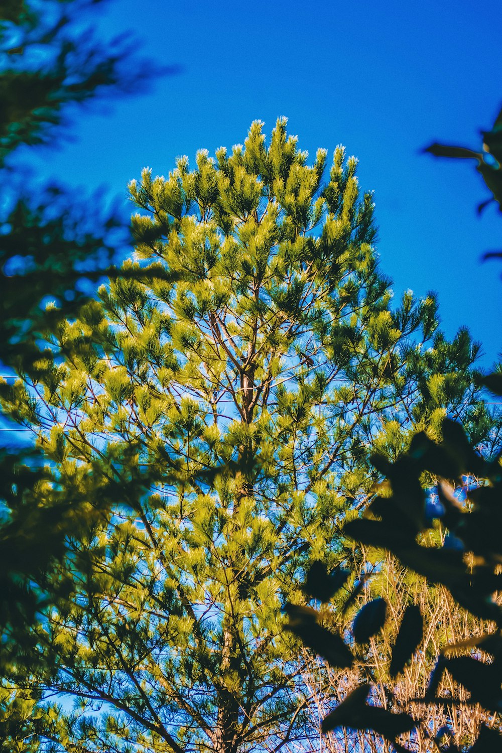 shallow focus photography of green leafed tree under clear blue sky