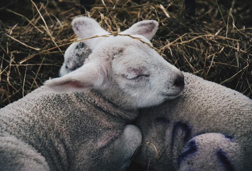 two gray sheep lying on hay