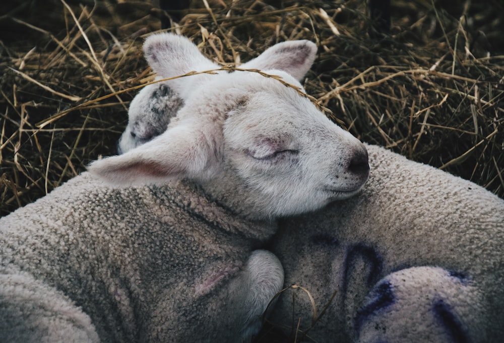 deux moutons gris couchés sur du foin