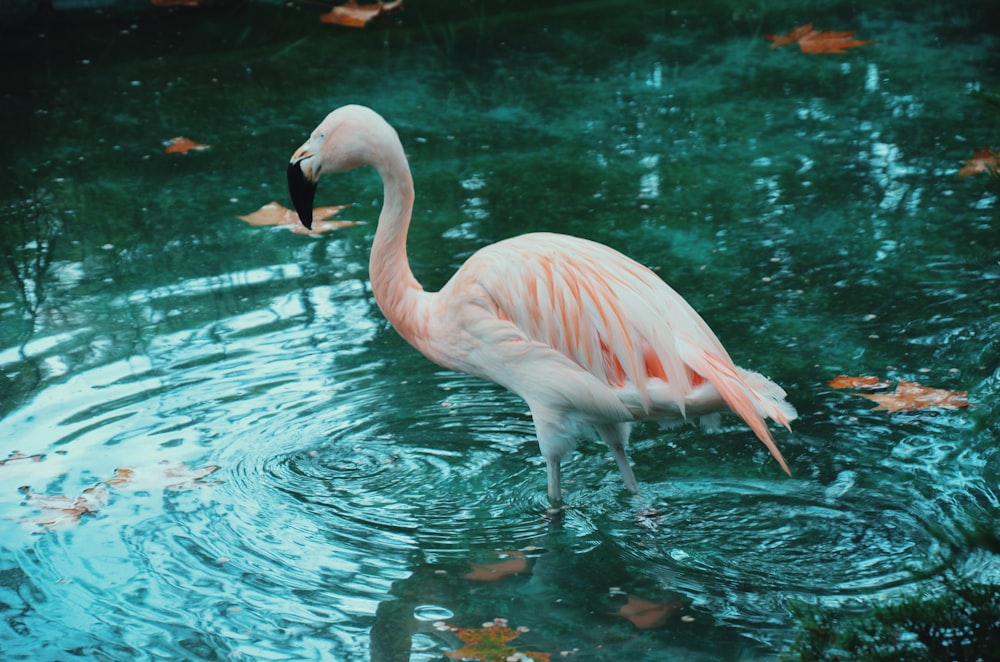 flamingon in body of water