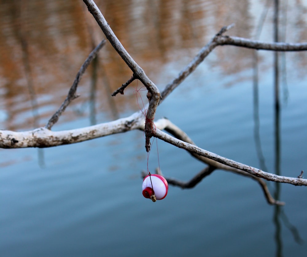fishing lure on branch