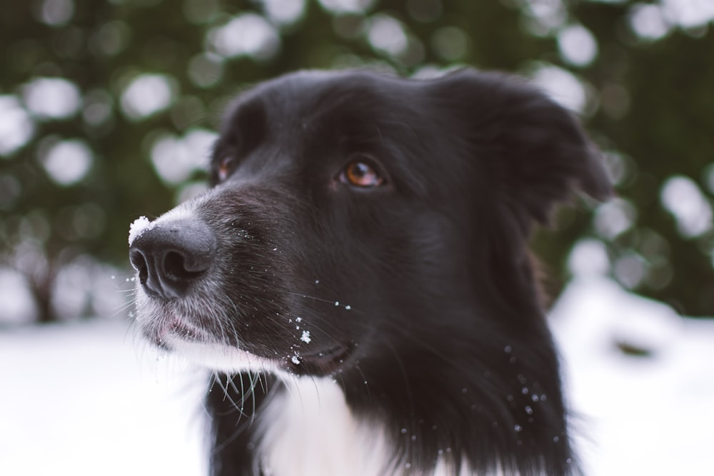 shallow focus photography of black dog