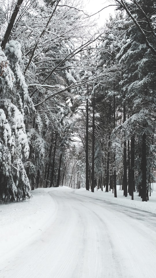 road surrounded by trees during winter in Chippewa Falls United States