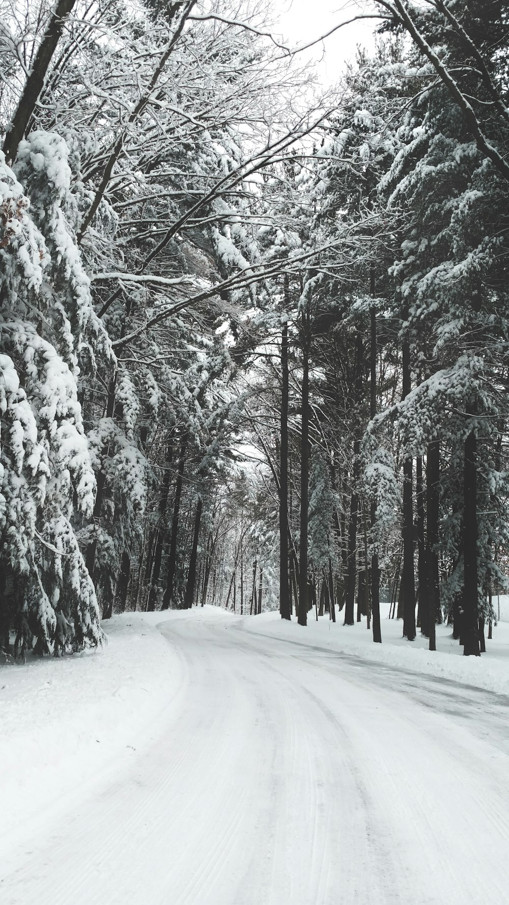 road surrounded by trees during winter