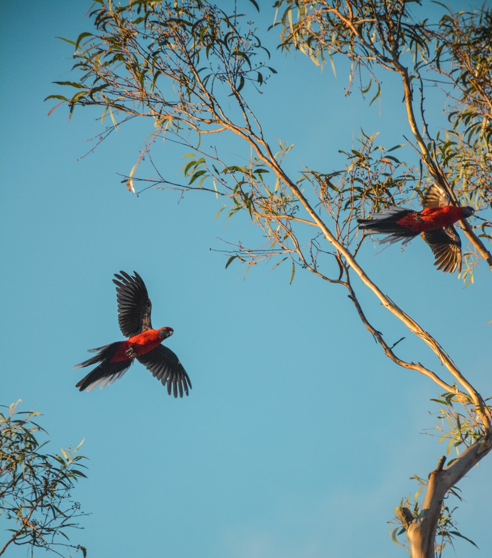 two red parrots