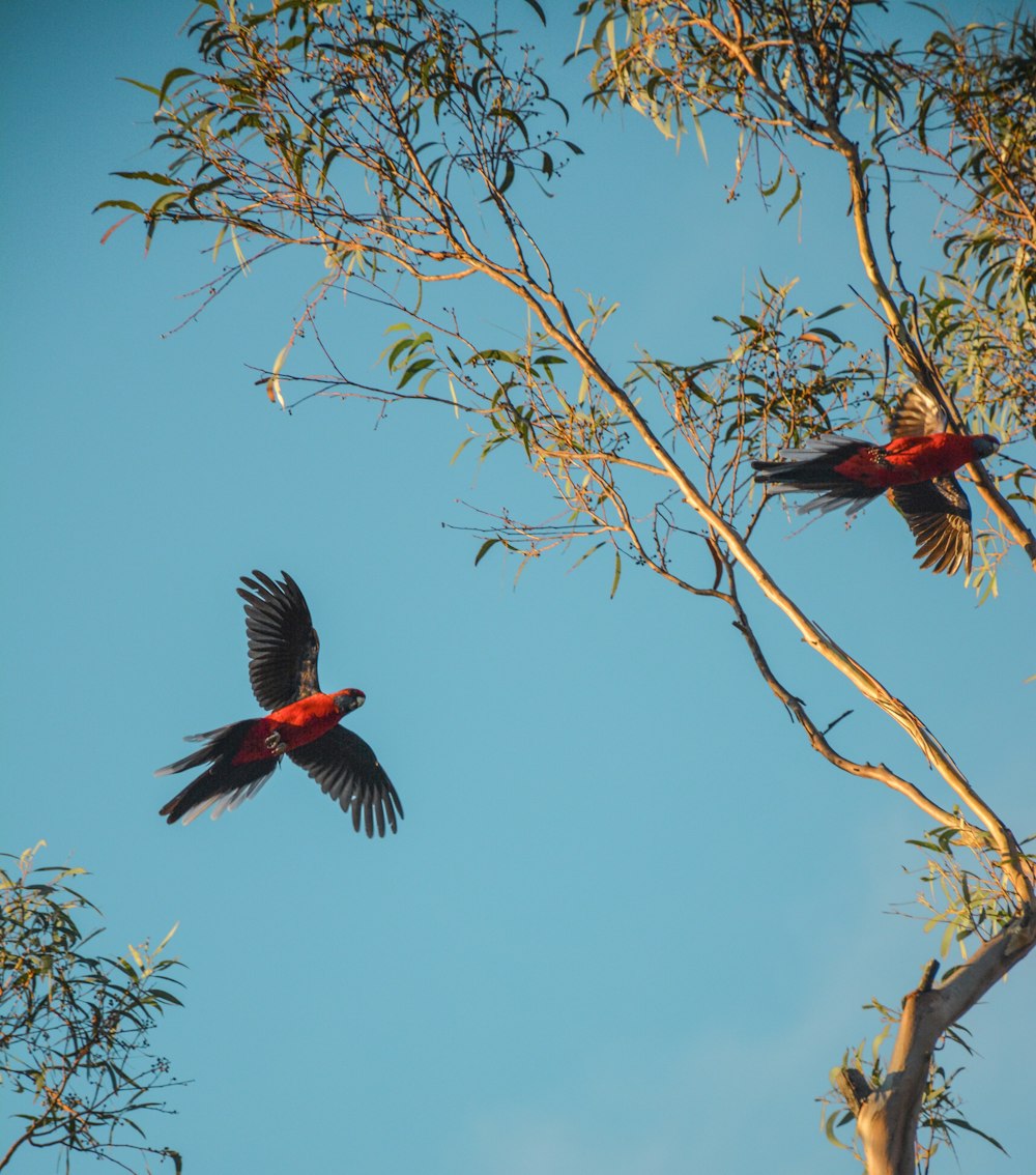 Dos loros rojos