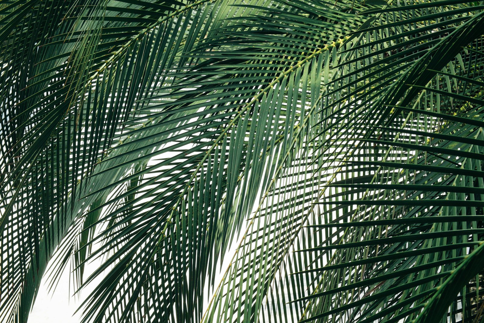 Fujifilm X-E1 sample photo. Coconut tree during daytime photography