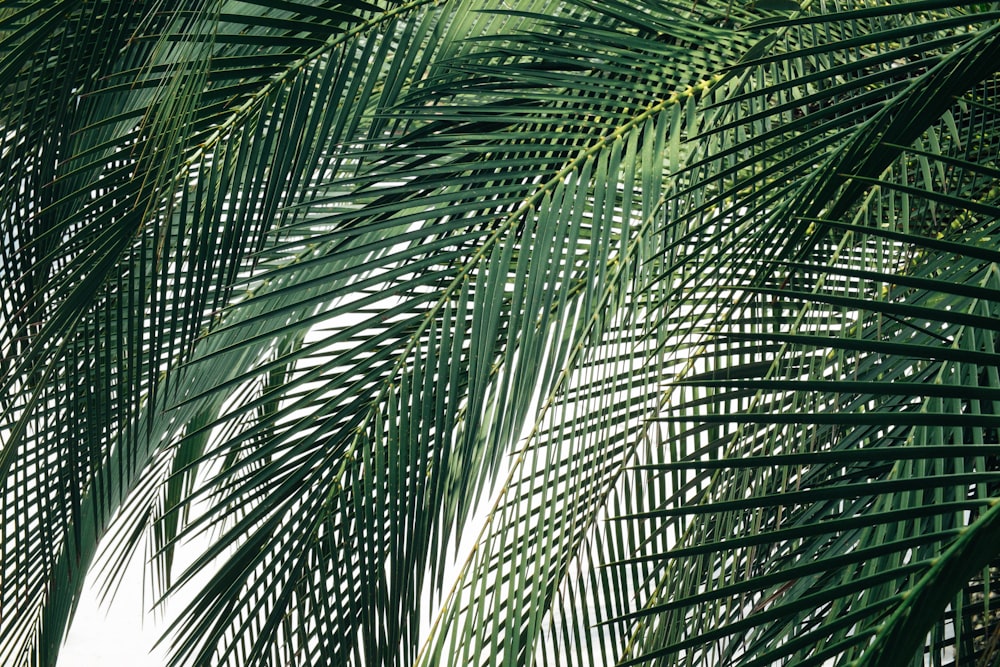 coconut tree during daytime