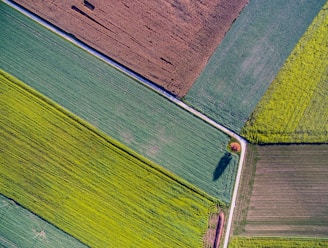 bird's eye view photo of plant fields
