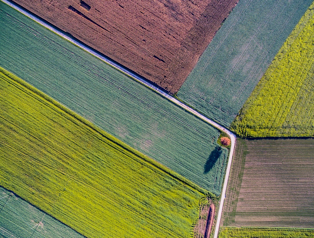 bird's eye view photo of plant fields