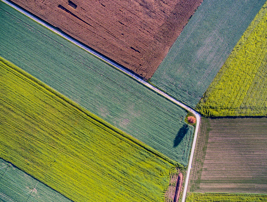 Aerial view of cultivated land showing planted crop rows