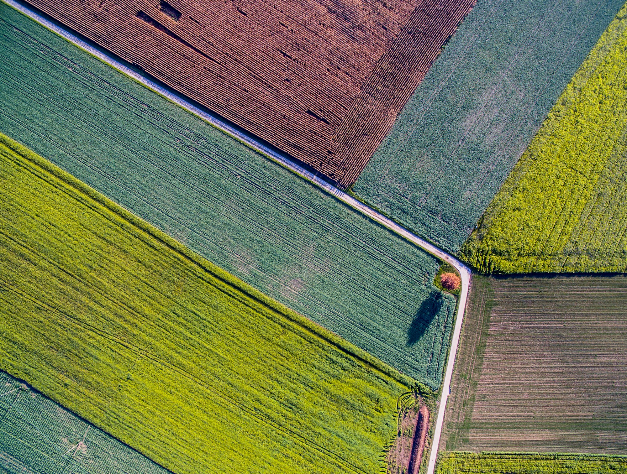 Cultivated fields seen directly from above